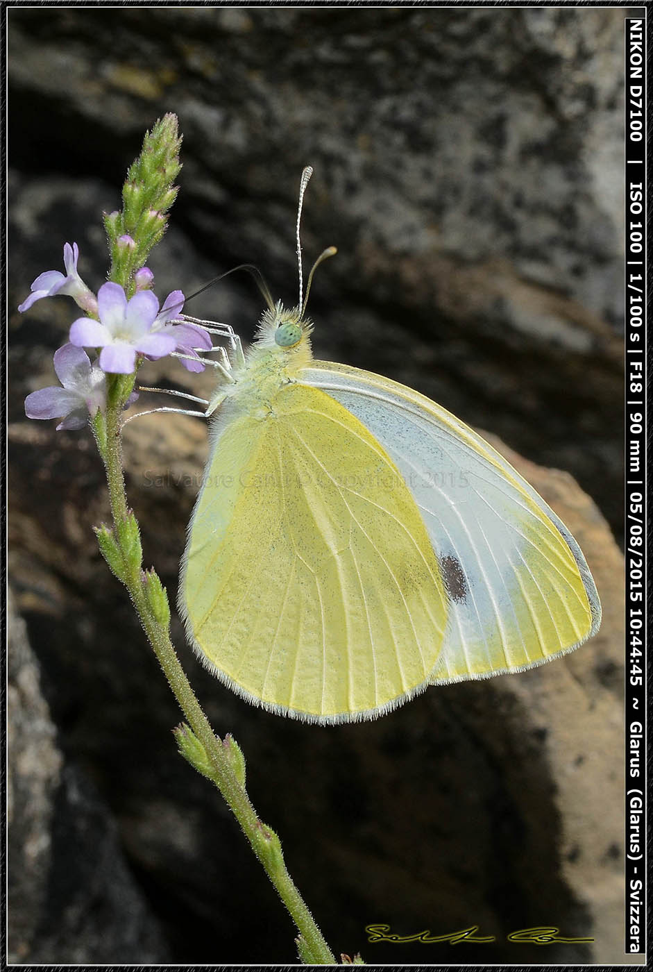 Pieridae - Cfr. Pieris mannii